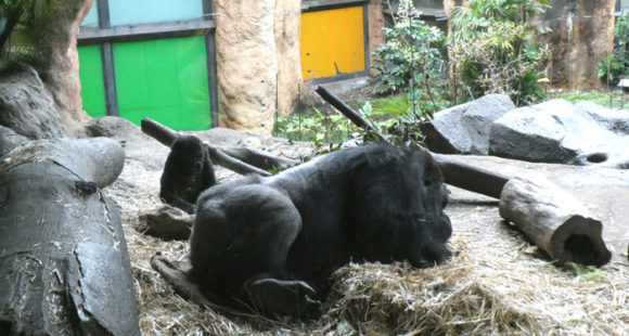 上野動物園のニシゴリラのオスと子ども